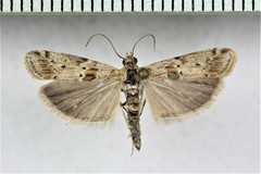 Ancylosis undulatella