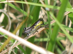 Dactylotini