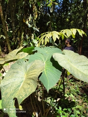 Adelonema peltatum