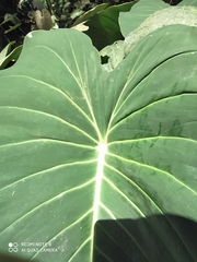 Adelonema peltatum