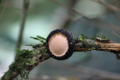 Galiella spongiosa