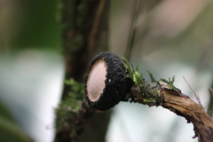 Galiella spongiosa
