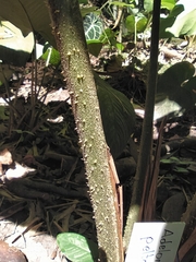 Adelonema peltatum