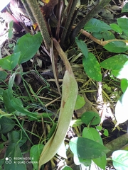 Adelonema peltatum