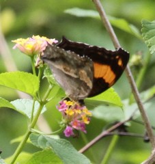 Yoma sabina