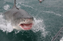 Carcharodon carcharias