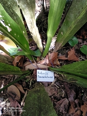 Anthurium caucavallense