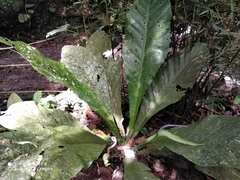 Anthurium caucavallense