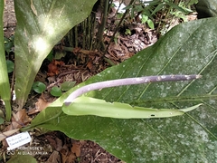 Anthurium caucavallense