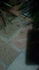 Latrodectus geometricus