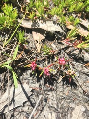 Darwinia grandiflora