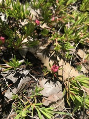 Darwinia grandiflora