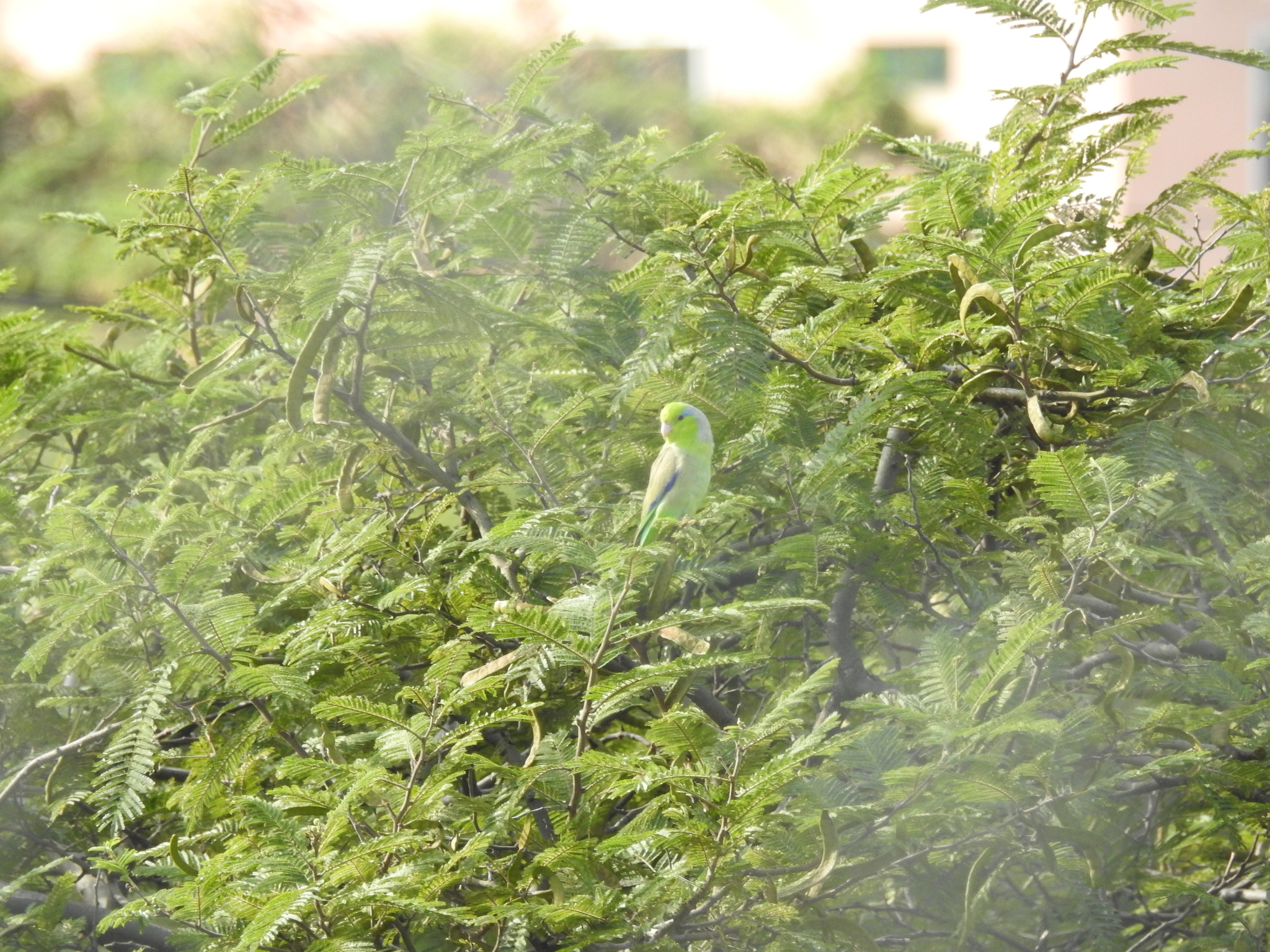 Forpus coelestis image