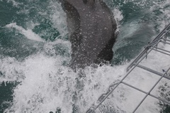 Carcharodon carcharias