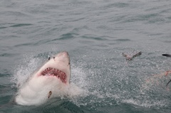 Carcharodon carcharias