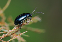 Altica cyanea