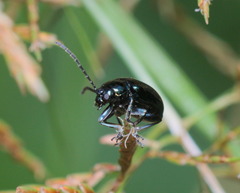 Altica cyanea
