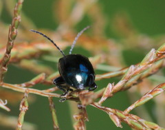 Altica cyanea