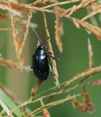 Altica cyanea
