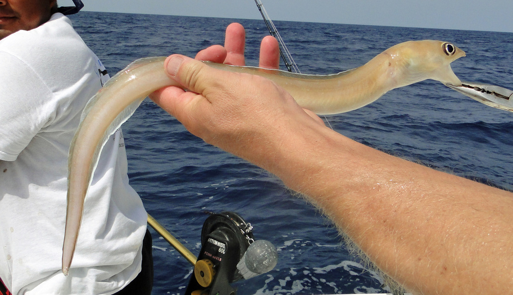 Conger eel (Rhynchoconger flavus) — Congridae
