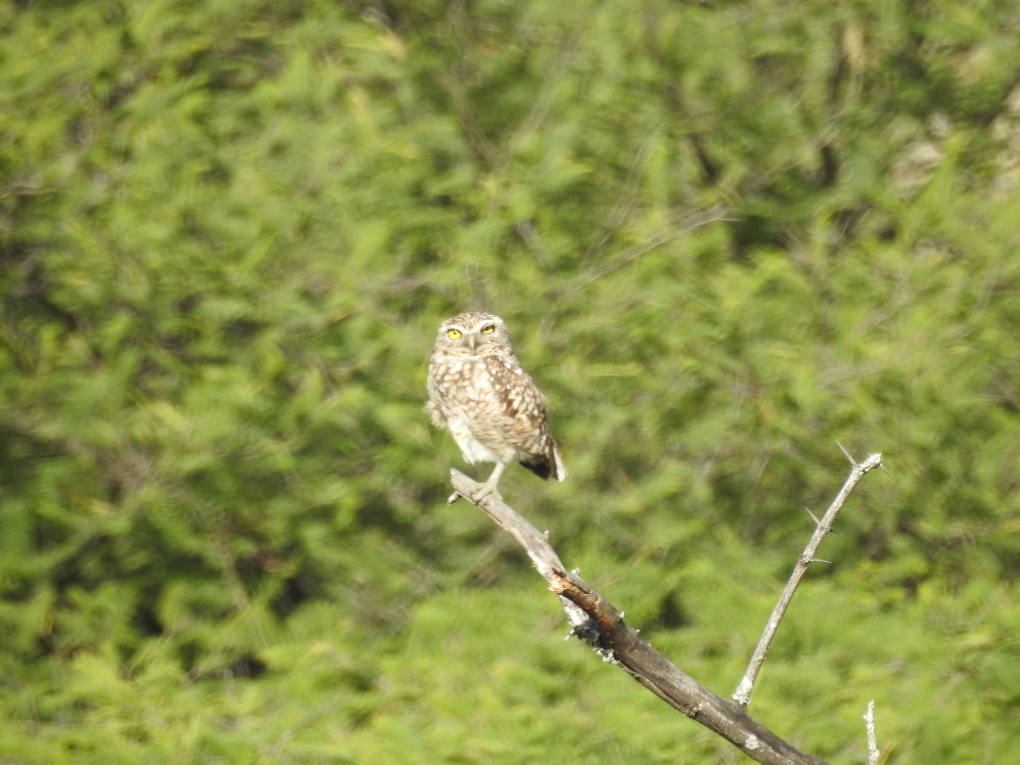 Athene cunicularia image