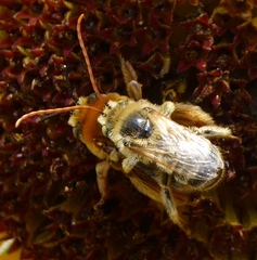Melissodes agilis