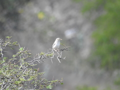 Rhopospina alaudina