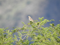 Rhopospina alaudina