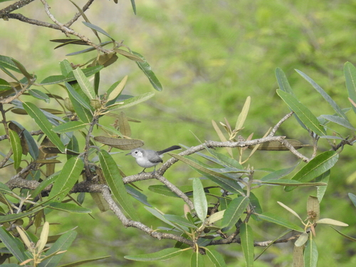 Polioptila image