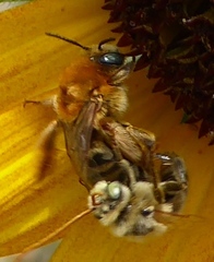 Melissodes agilis