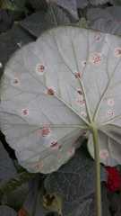 Puccinia pelargonii-zonalis