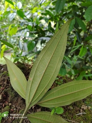 Miconia spicellata