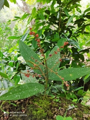 Miconia spicellata