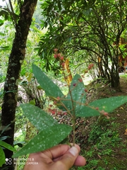 Miconia spicellata