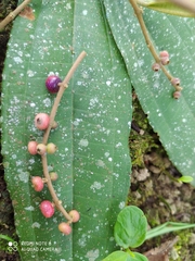 Miconia spicellata
