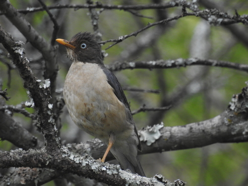 Plumbeous-backed Thrush (Turdus reevei), photo 4