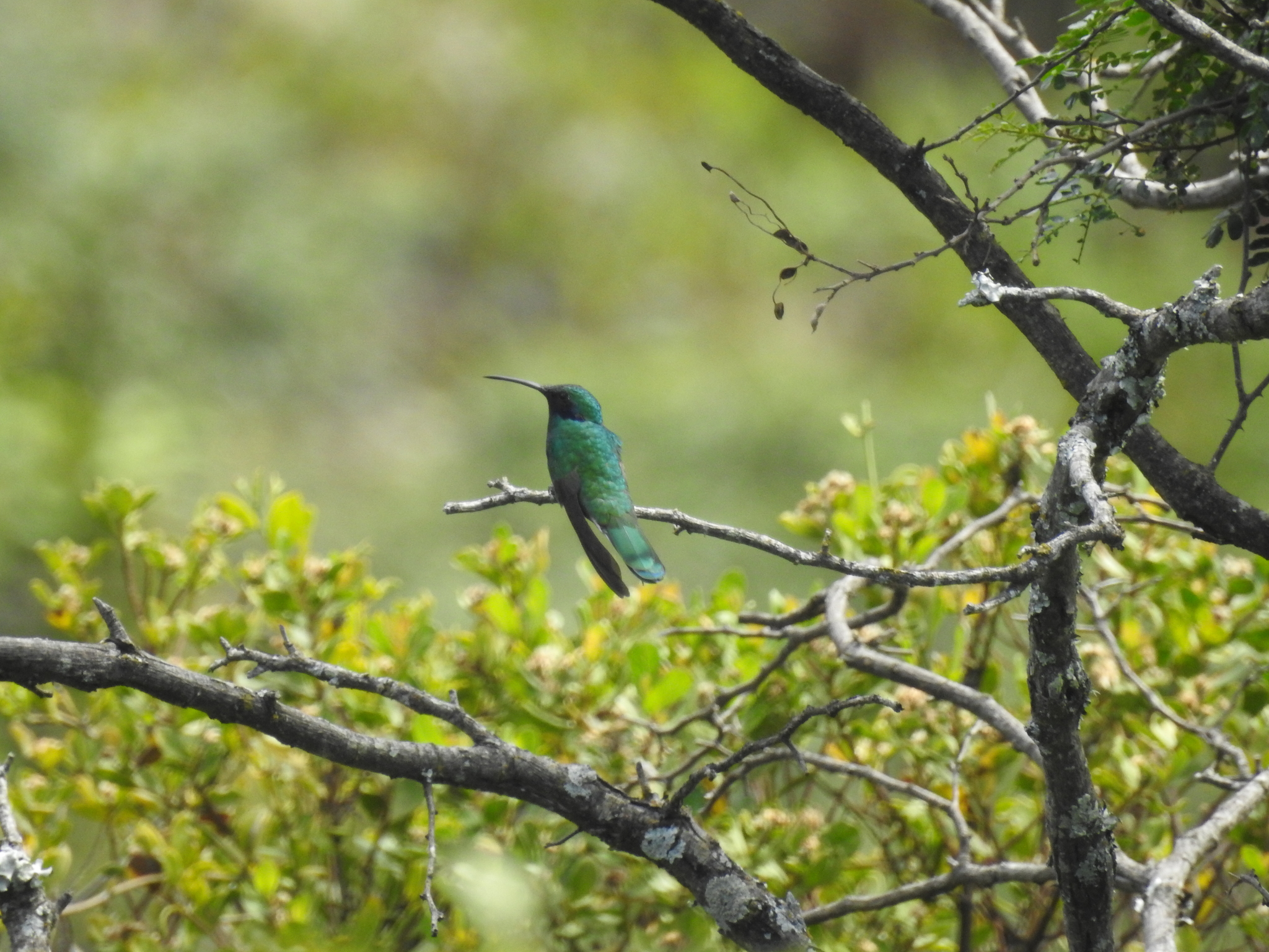 Colibri image