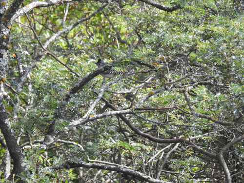 Chapman's Antshrike (Thamnophilus zarumae), photo 4