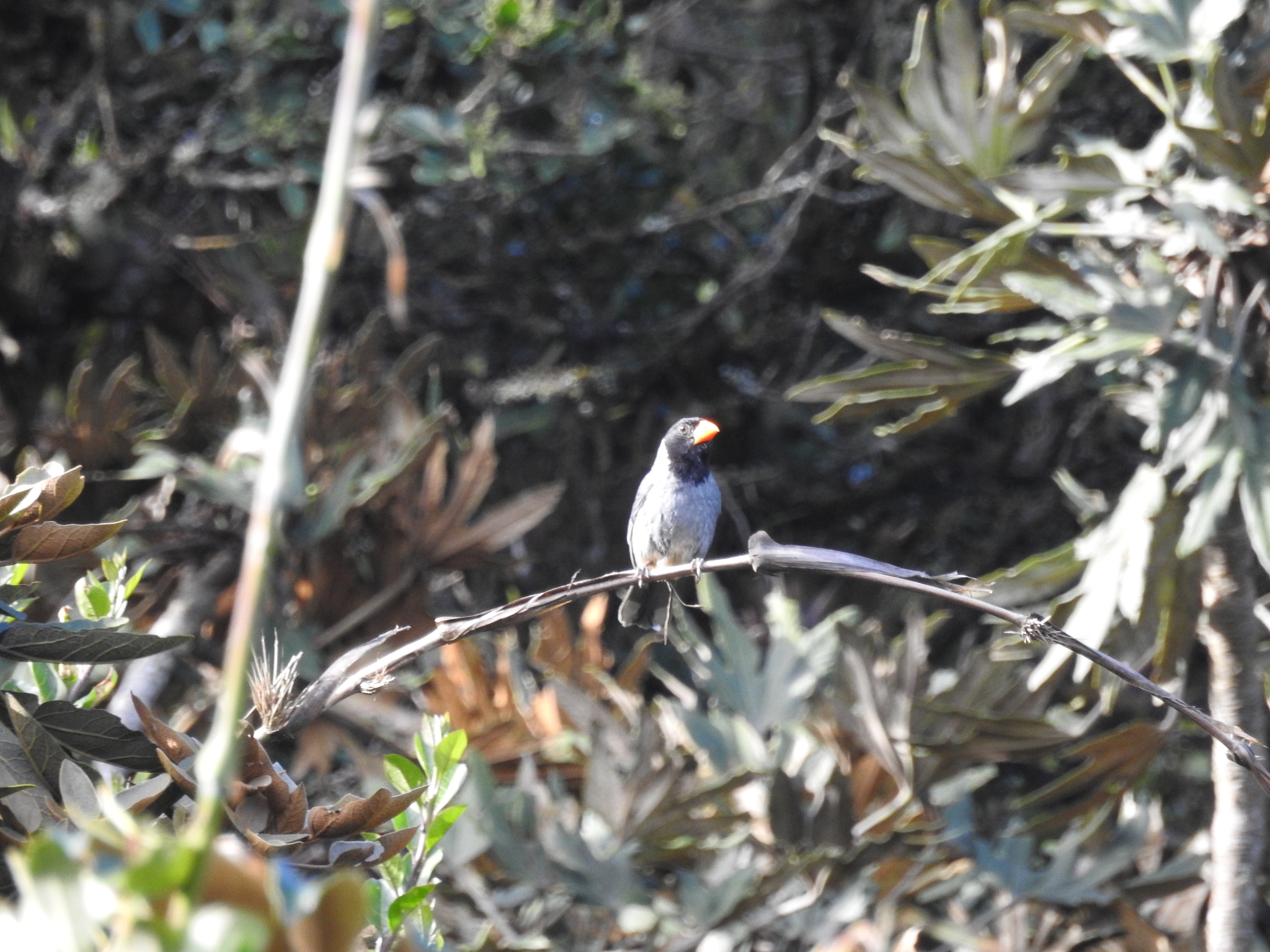 Saltator nigriceps image
