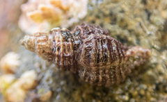 Paciocinebrina interfossa