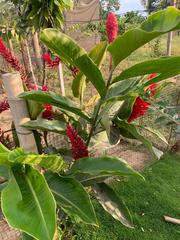 Alpinia purpurata
