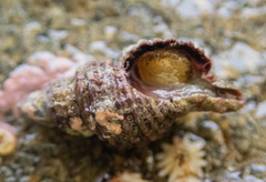 Paciocinebrina interfossa