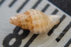 Paciocinebrina interfossa