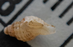 Paciocinebrina interfossa