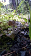 Helvella vespertina