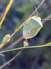 Thyanta custator accerra