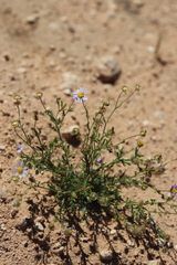 Brachyscome ciliaris ciliaris