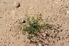 Brachyscome ciliaris ciliaris