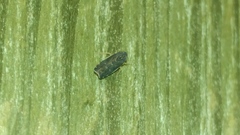 Deltocephalini