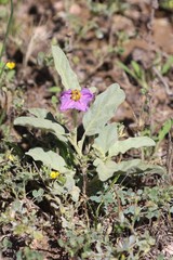 Solanum esuriale